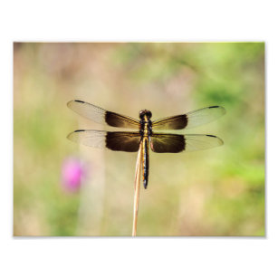Black and Gold Dragonfly Photo Print