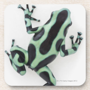 Black and Green Poison Dart Frog 2 Coaster