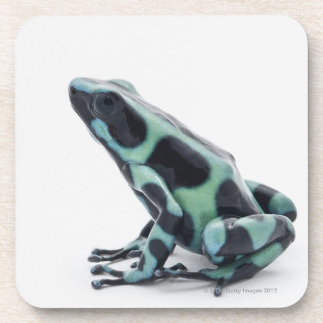 Black and Green Poison Dart Frog Coaster (Front)