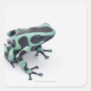 black and green poison dart frog (dendrobates square sticker