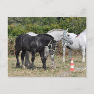 Black and grey Percheron foal in France Postcard