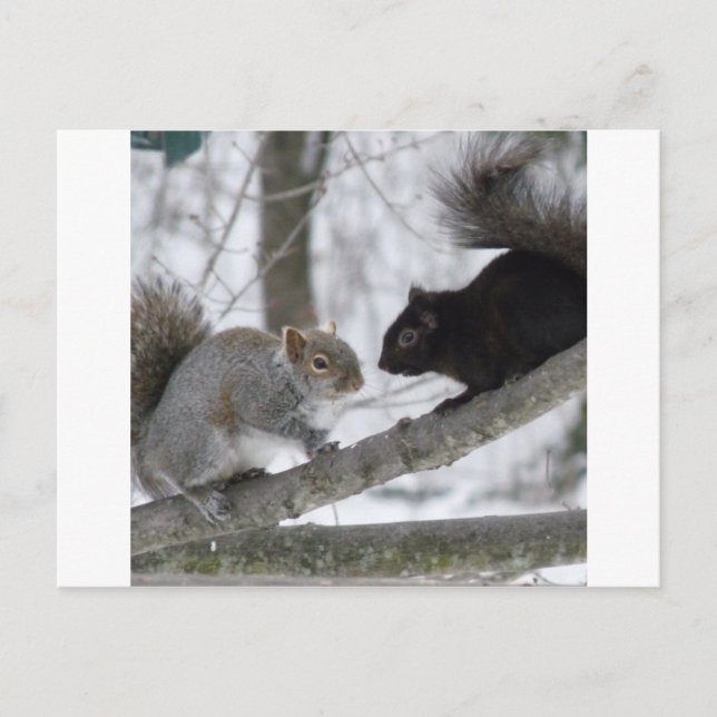 Black and Grey Squirrel Postcard (Front)