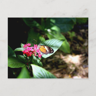 Black and Orange Butterfly Postcard