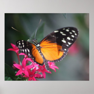 Black and Orange Spotted Butterfly 2 Poster