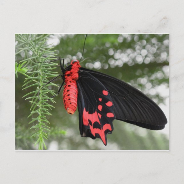 Black and Red Butterfly Postcard (Front)
