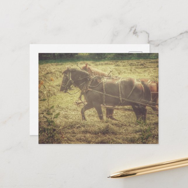 Black and Sorrel Amish Horses Mowing Hay Postcard (Front/Back In Situ)