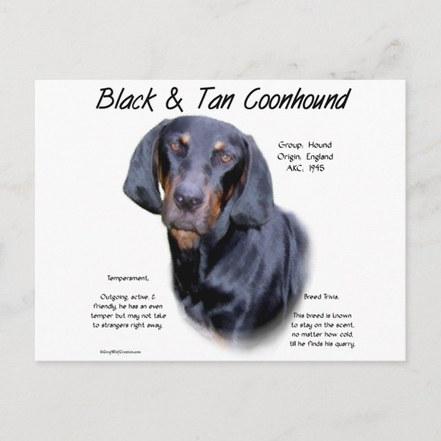 Black and Tan Coonhound History  Postcard (Front)