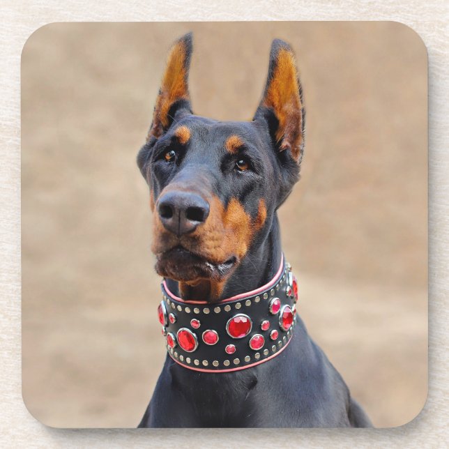 Black and Tan Doberman Pinscher in Jeweled collar Coaster (Front)