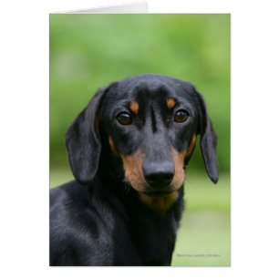 Black and Tan Miniture Dachshund 1