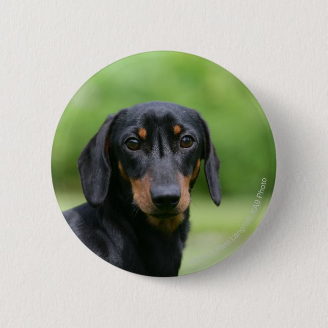 Black and Tan Miniture Dachshund 1 6 Cm Round Badge (Front)
