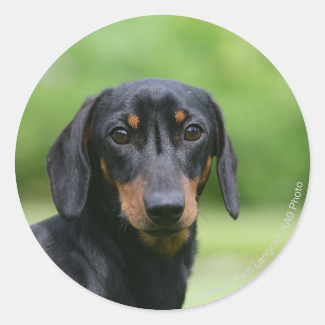 Black and Tan Miniture Dachshund 1 Classic Round Sticker (Front)