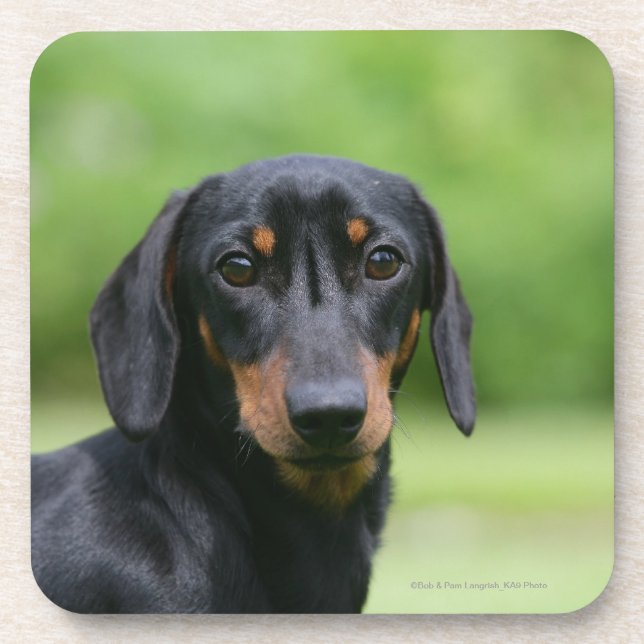 Black and Tan Miniture Dachshund 1 Coaster (Front)