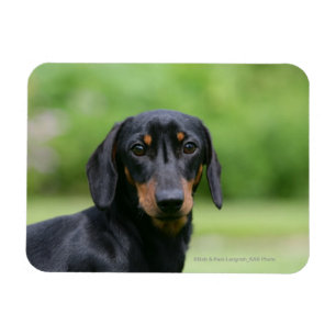Black and Tan Miniture Dachshund 1 Magnet