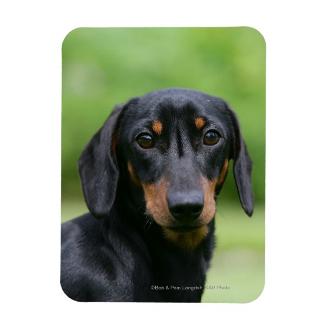 Black and Tan Miniture Dachshund 1 Magnet (Vertical)