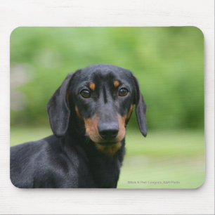 Black and Tan Miniture Dachshund 1 Mouse Mat