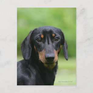 Black and Tan Miniture Dachshund 1 Postcard