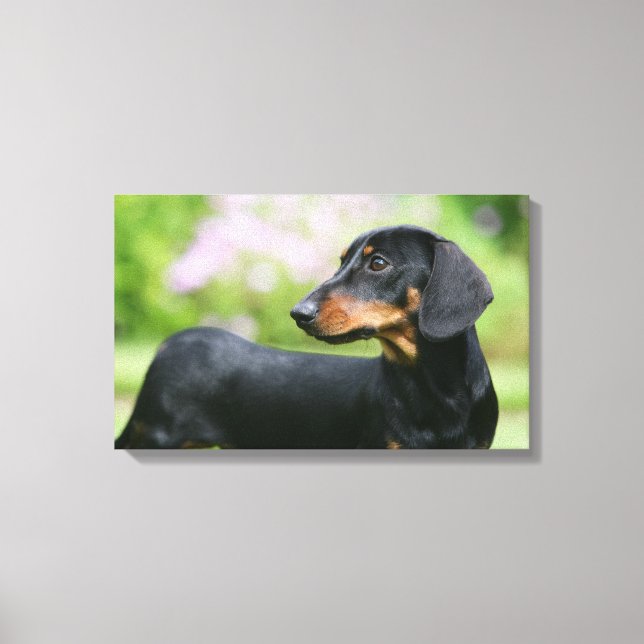 Black and Tan Miniture Dachshund 2 Canvas Print (Front)
