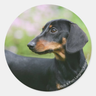Black and Tan Miniture Dachshund 2 Classic Round Sticker