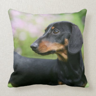 Black and Tan Miniture Dachshund 2 Cushion