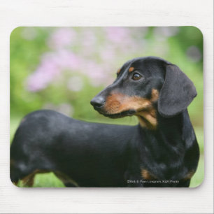 Black and Tan Miniture Dachshund 2 Mouse Mat