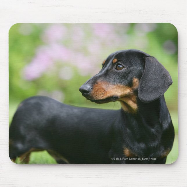 Black and Tan Miniture Dachshund 2 Mouse Mat (Front)