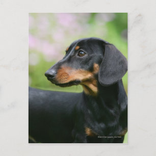 Black and Tan Miniture Dachshund 2 Postcard