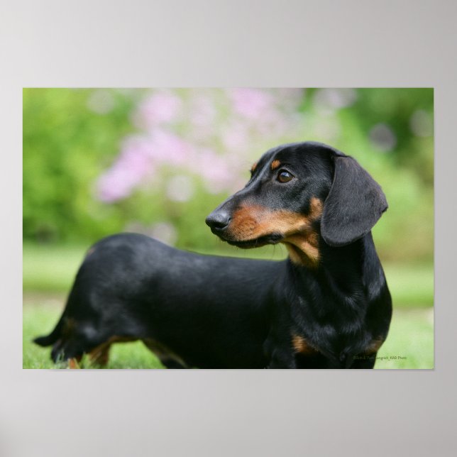 Black and Tan Miniture Dachshund 2 Poster (Front)