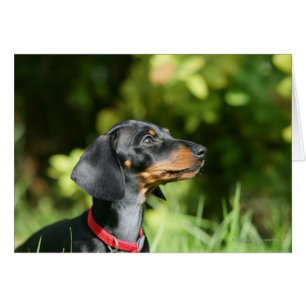 Black and Tan Miniture Dachshund 3