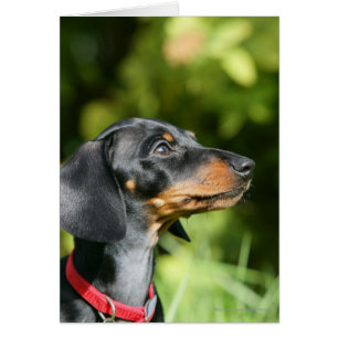 Black and Tan Miniture Dachshund 3
