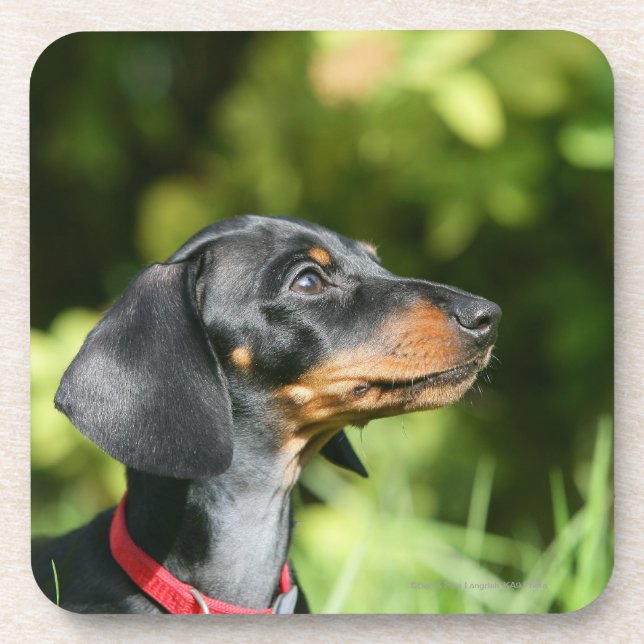 Black and Tan Miniture Dachshund 3 Coaster (Front)