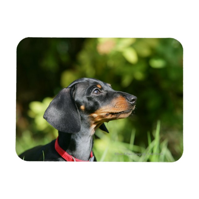 Black and Tan Miniture Dachshund 3 Magnet (Horizontal)