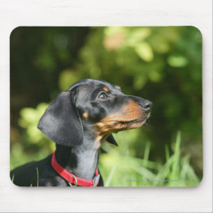 Black and Tan Miniture Dachshund 3 Mouse Mat