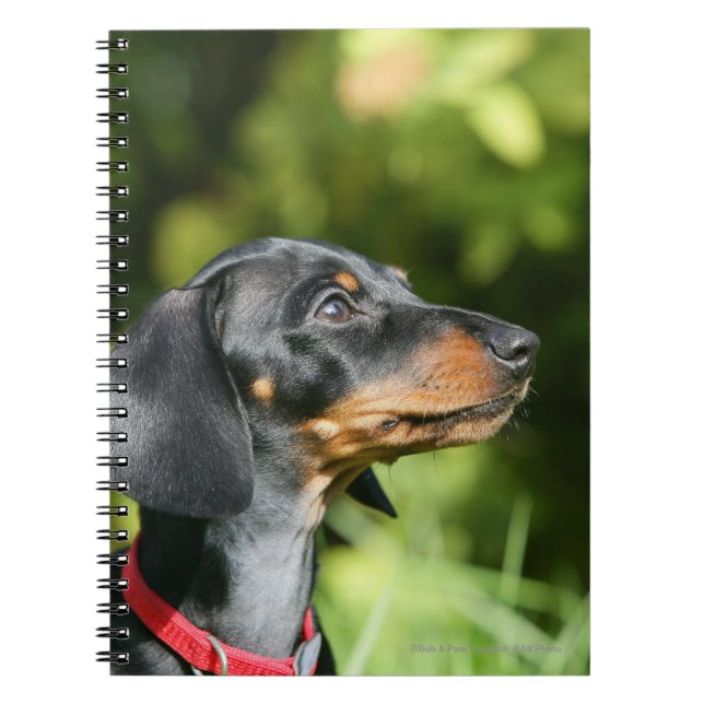 Black and Tan Miniture Dachshund 3 Notebook (Front)