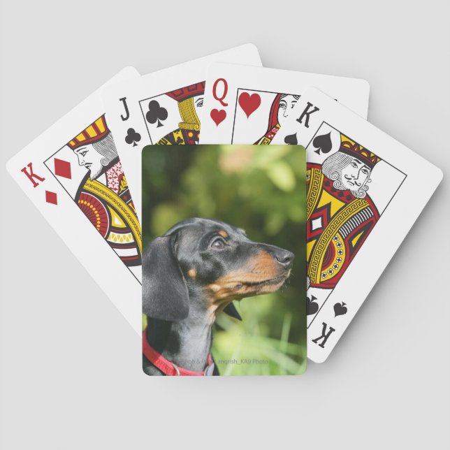 Black and Tan Miniture Dachshund 3 Playing Cards (Back)