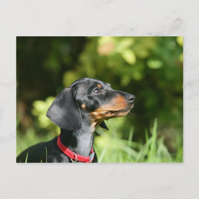 Black and Tan Miniture Dachshund 3 Postcard (Front)