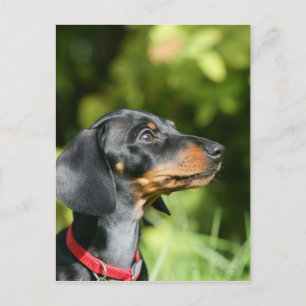 Black and Tan Miniture Dachshund 3 Postcard