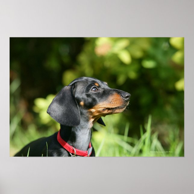 Black and Tan Miniture Dachshund 3 Poster (Front)