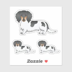 Black And Tan Piebald Long Hair Dachshund Dogs