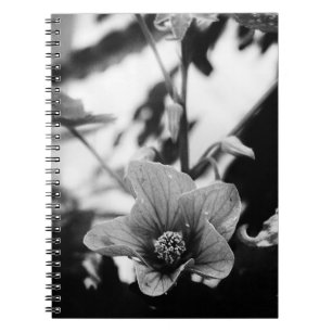 Black and White Abutilon Pictum Flower Photography Notebook