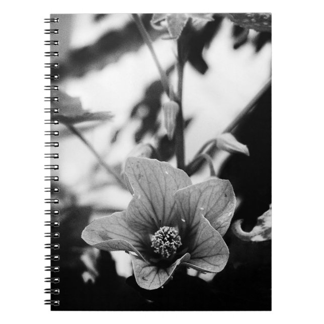 Black and White Abutilon Pictum Flower Photography Notebook (Front)