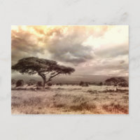 Black and White Acacia on the African Savanna