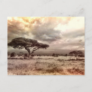 Black and White Acacia on the African Savanna Postcard
