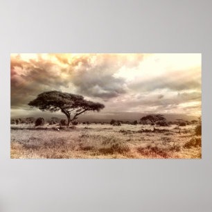 Black and White Acacia on the African Savanna Poster