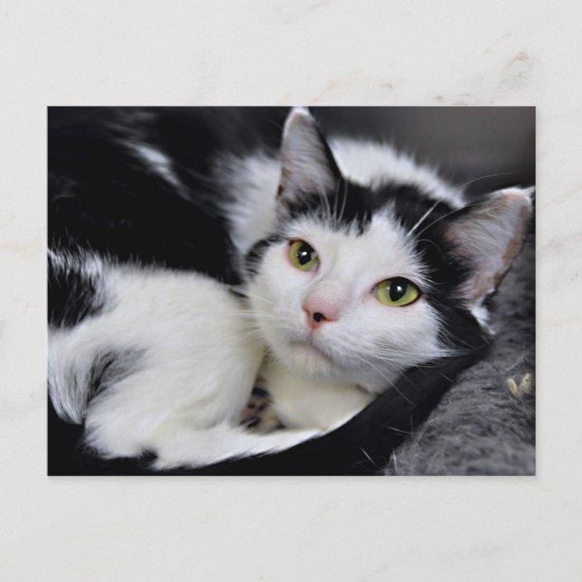Black and White American Shorthair Cat Postcards (Front)