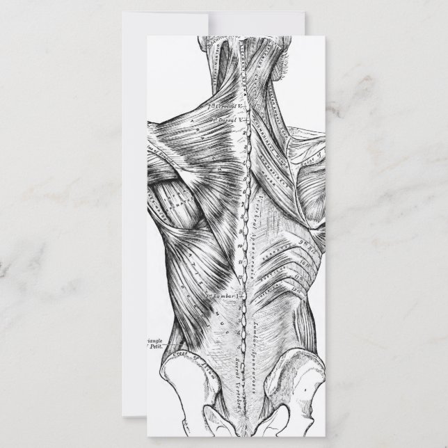 Black and White Anatomy Art Back Muscles (1890) (Front)
