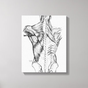Black and White Anatomy Art Back Muscles (1890) Canvas Print