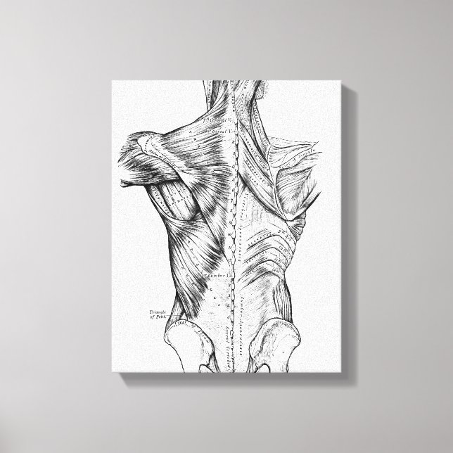 Black and White Anatomy Art Back Muscles (1890) Canvas Print (Front)