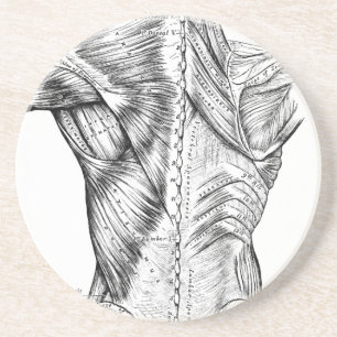 Black and White Anatomy Art Back Muscles (1890) Coaster