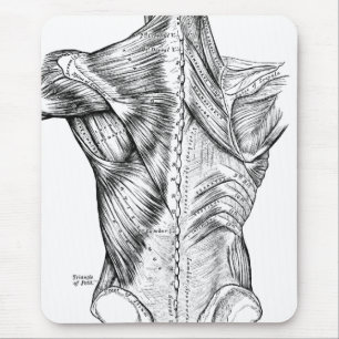 Black and White Anatomy Art Back Muscles (1890) Mouse Mat