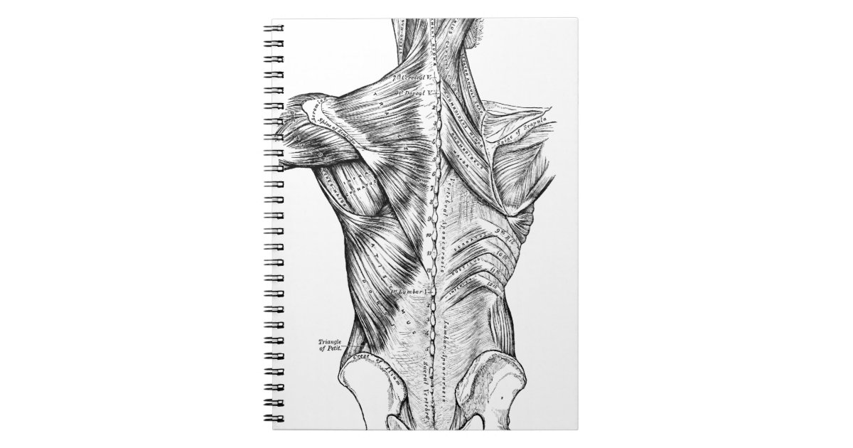 Black and White Anatomy Art Back Muscles (1890) Notebook | Zazzle